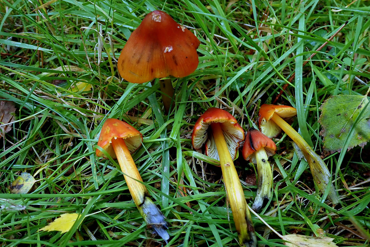 Hygrocybe conica  by Penny Cullington